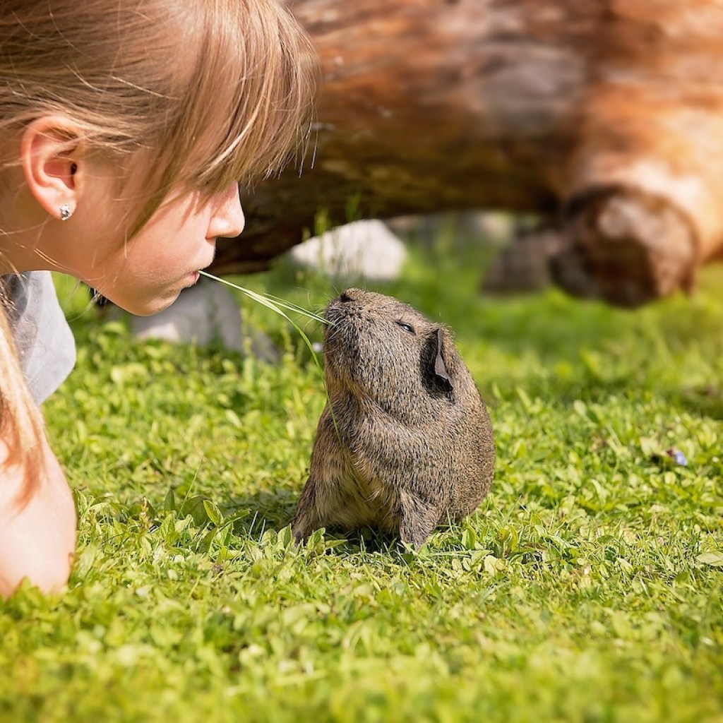Girl with her guinea pig outside