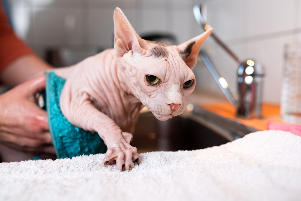 A hairless cat trying to escape bath time.