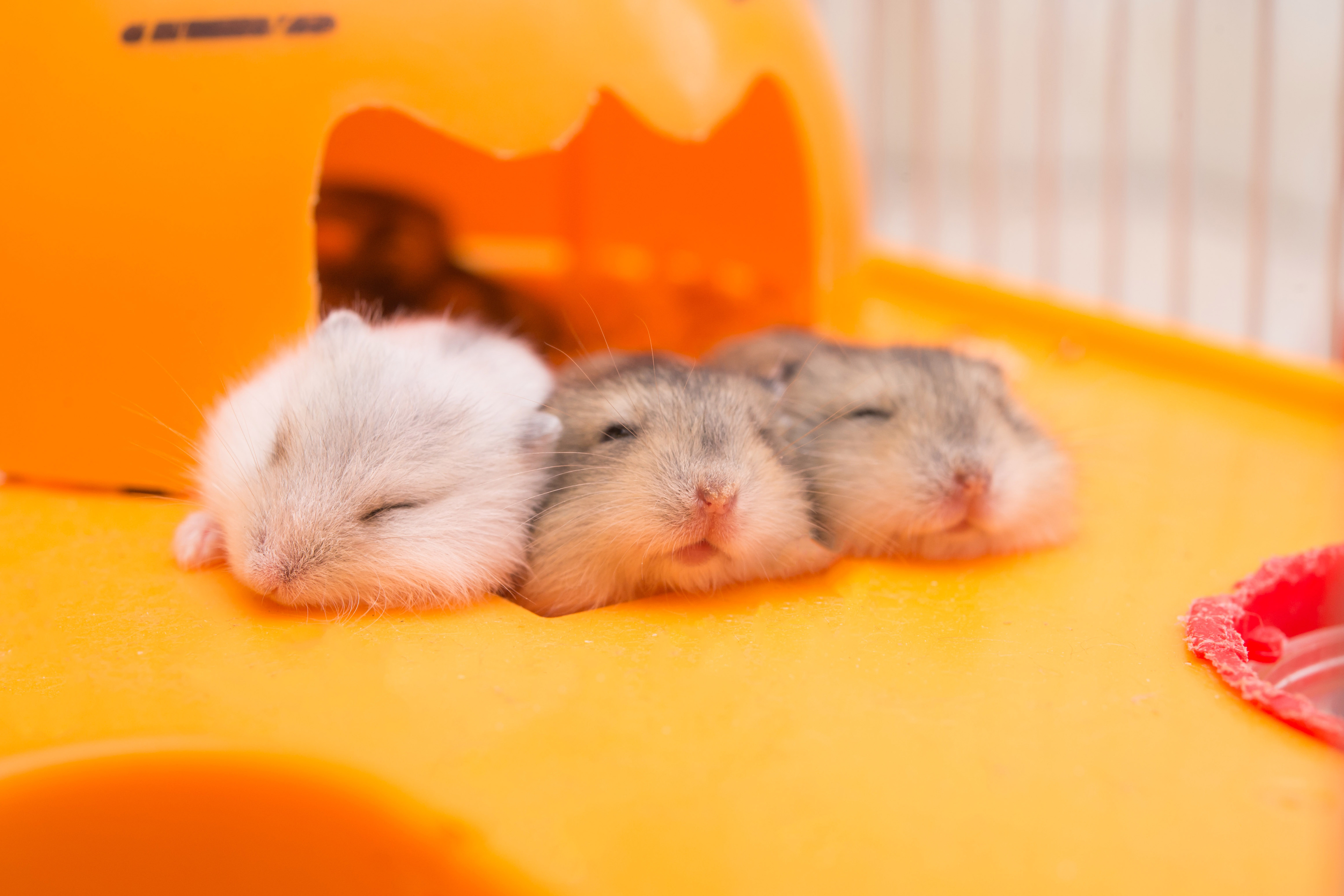 Three baby hamsters snuggled in their cage