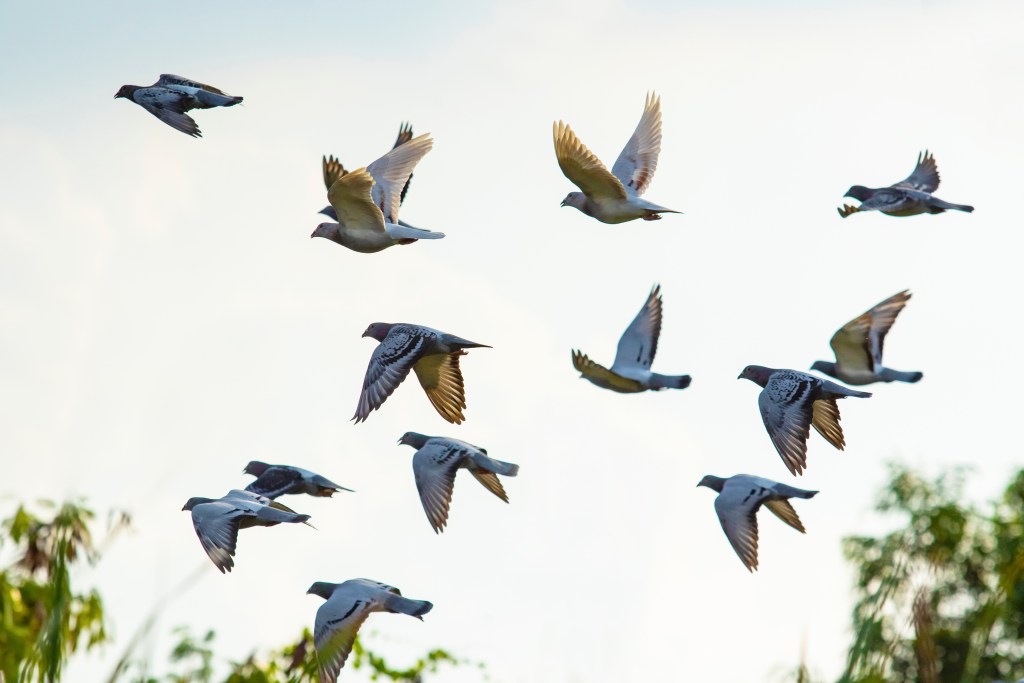Flock of homing pigeons flying