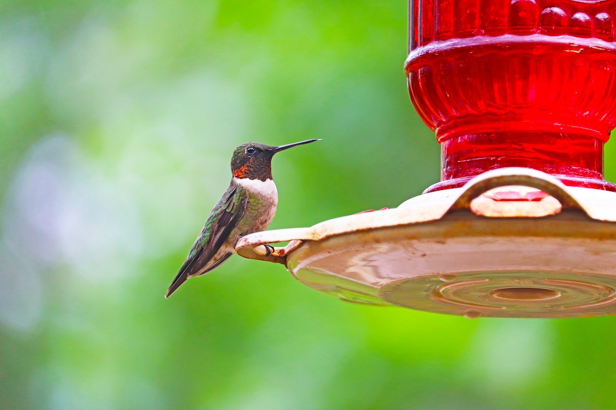 Hummingbird sits at red feeder