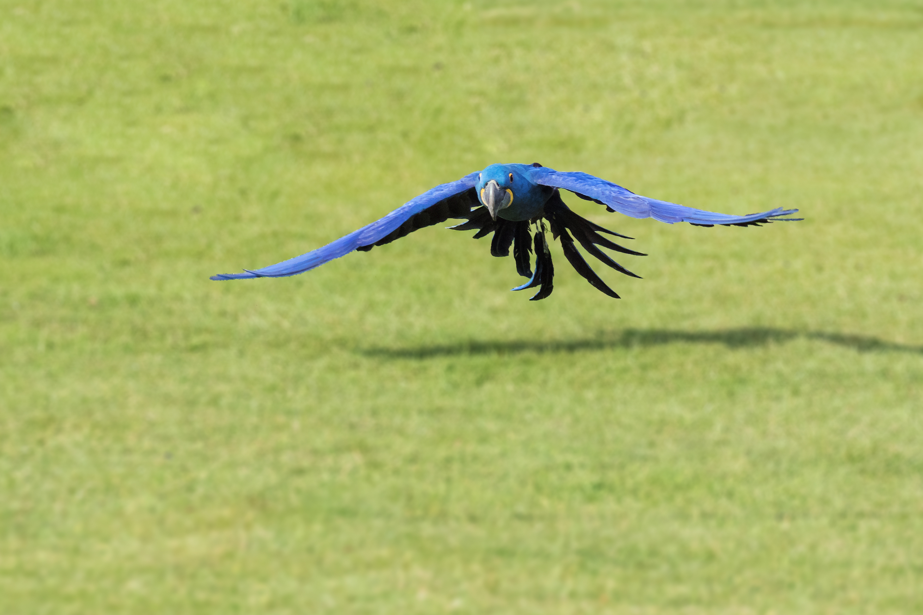 Hyacinth macaw flies across the grass
