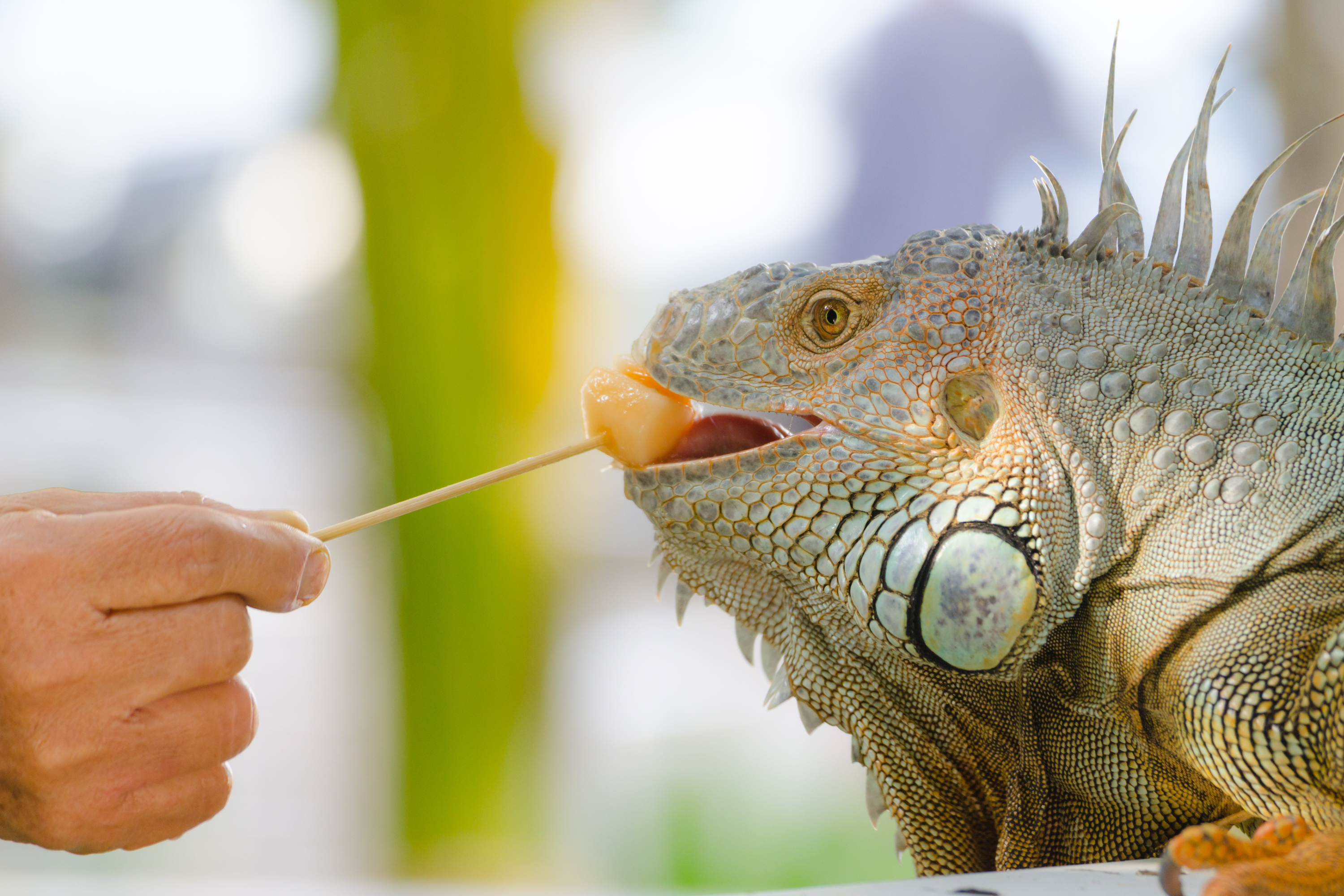 Why is My Iguana Not Eating?