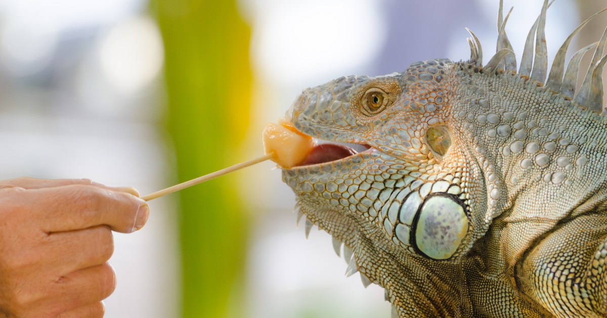 Štai 5 dalykai, į kuriuos reikia atkreipti dėmesį, jei iguana nevalgo