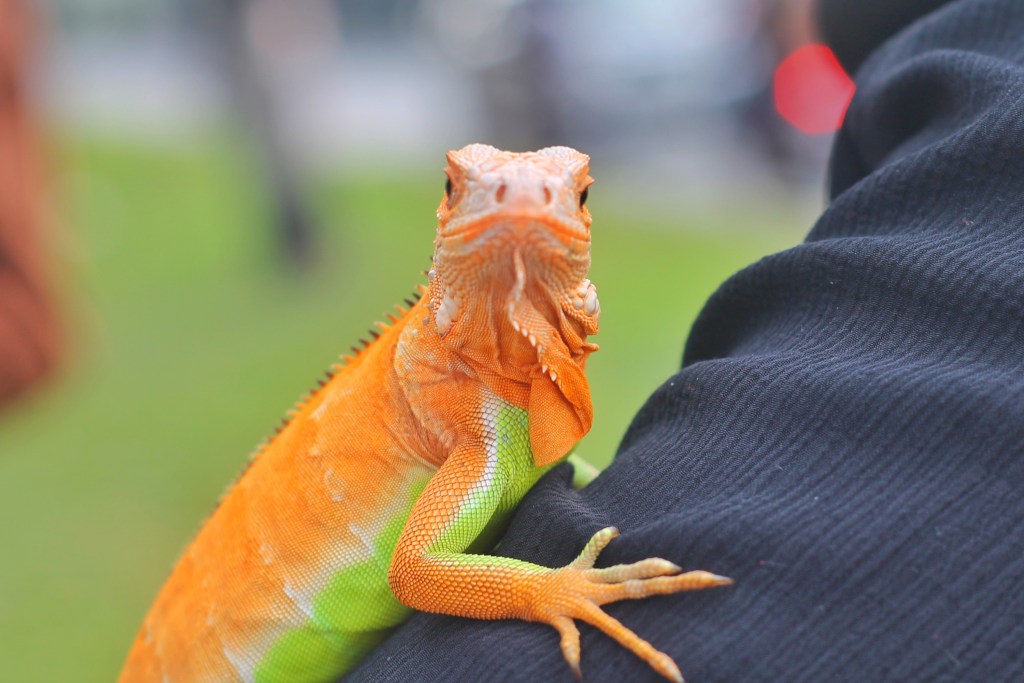 Brightly-colored iguana clings to man's shoulder