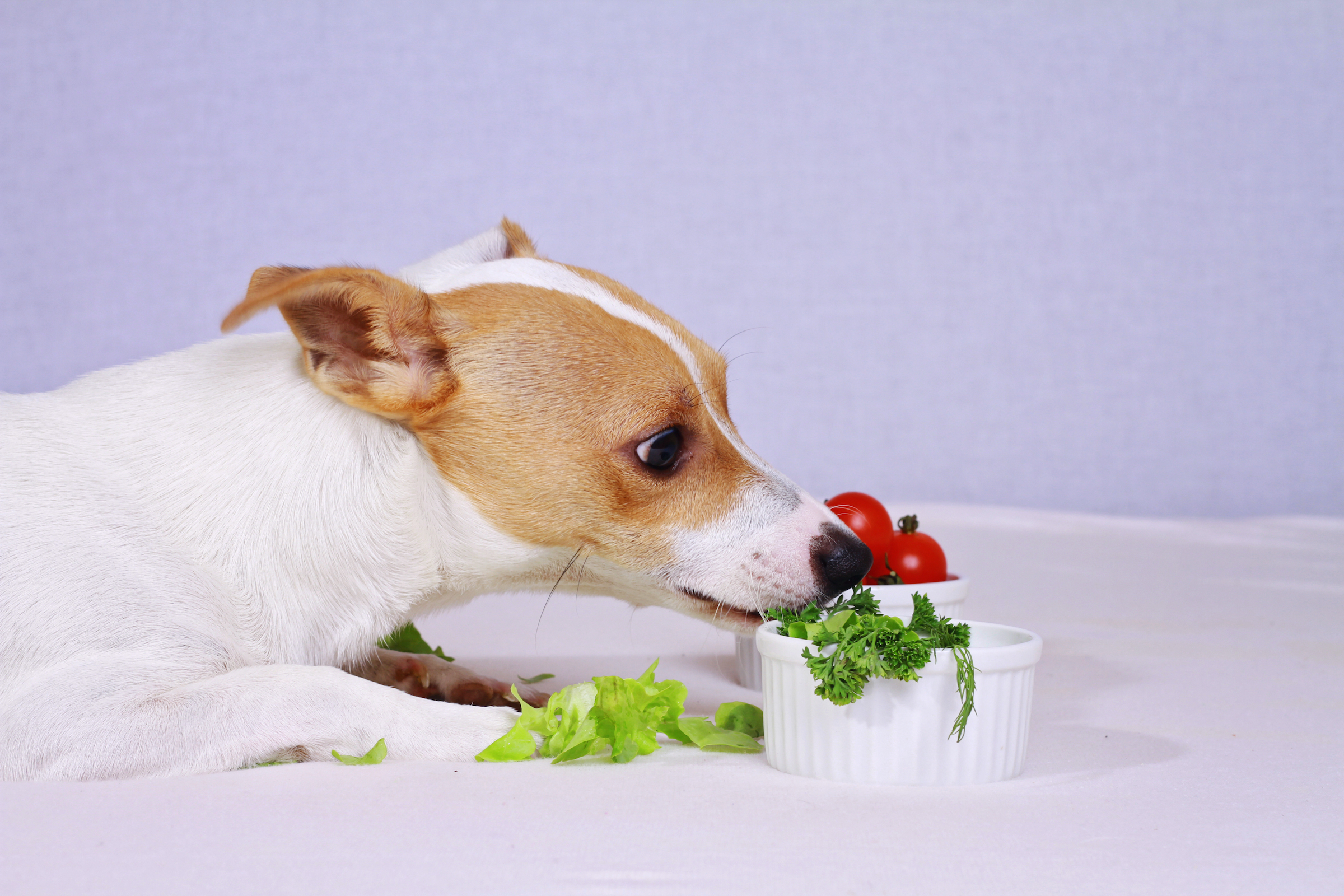 A Jack Russell Terrier eats veggies out of a bowl on the table