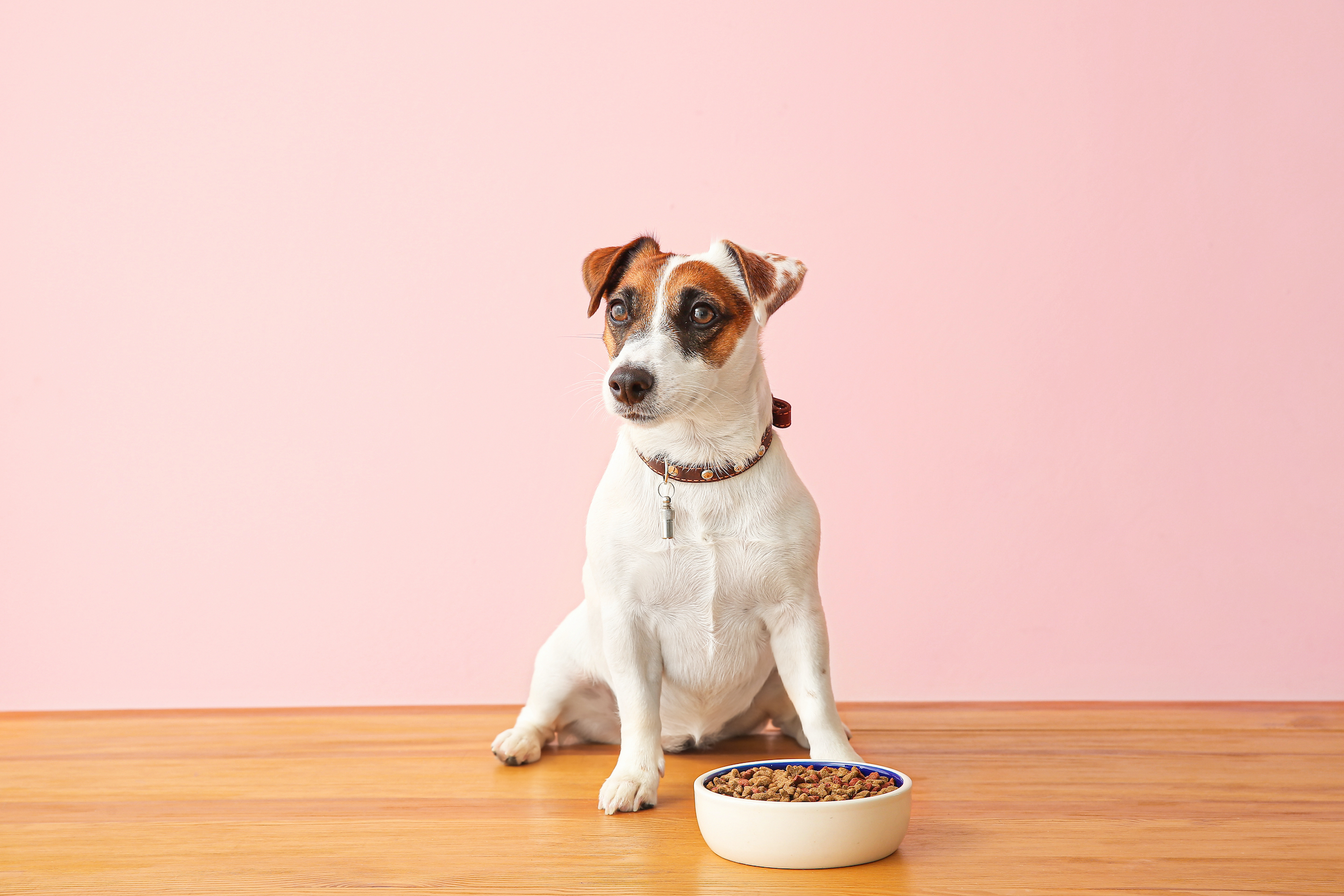 A Jack Russell Terrier sits in front of a pink background with a food bowl