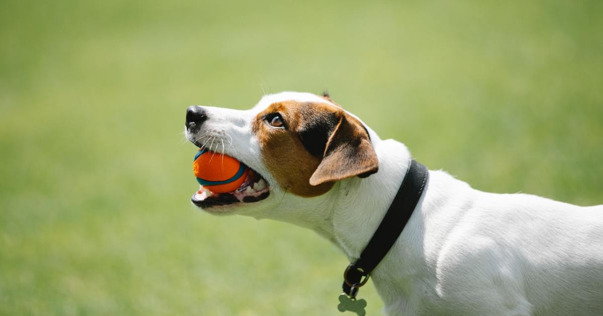 How To Stop Toy Aggression in Dogs ASAP Follow These Tips PawTracks