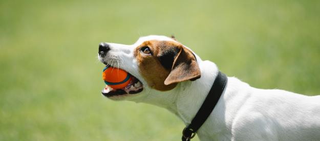 A Jack Russell Terrier stands in a park with an orange tennis ball.