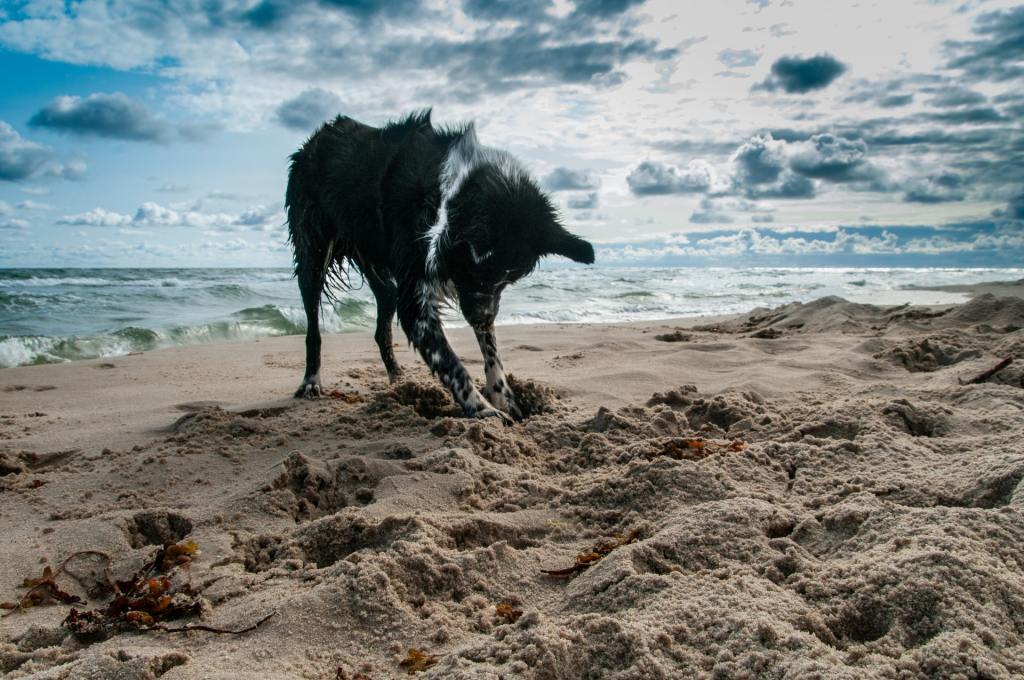 Black dog digging in the sand
