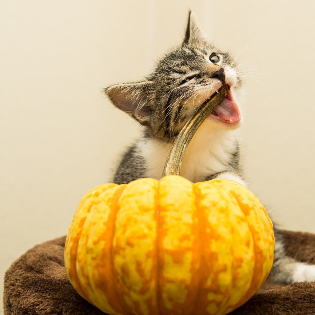 Kitten chewing on the stem of a small pumpkin