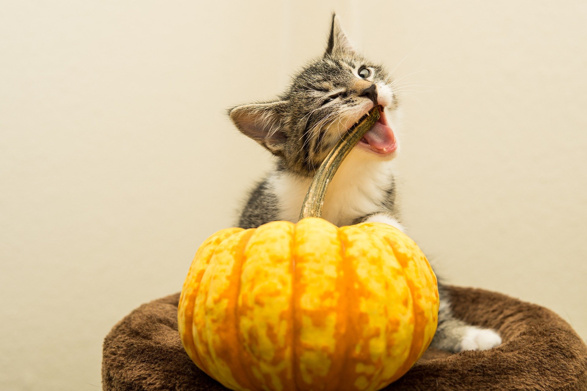 Kitten chewing on the stem of a small pumpkin