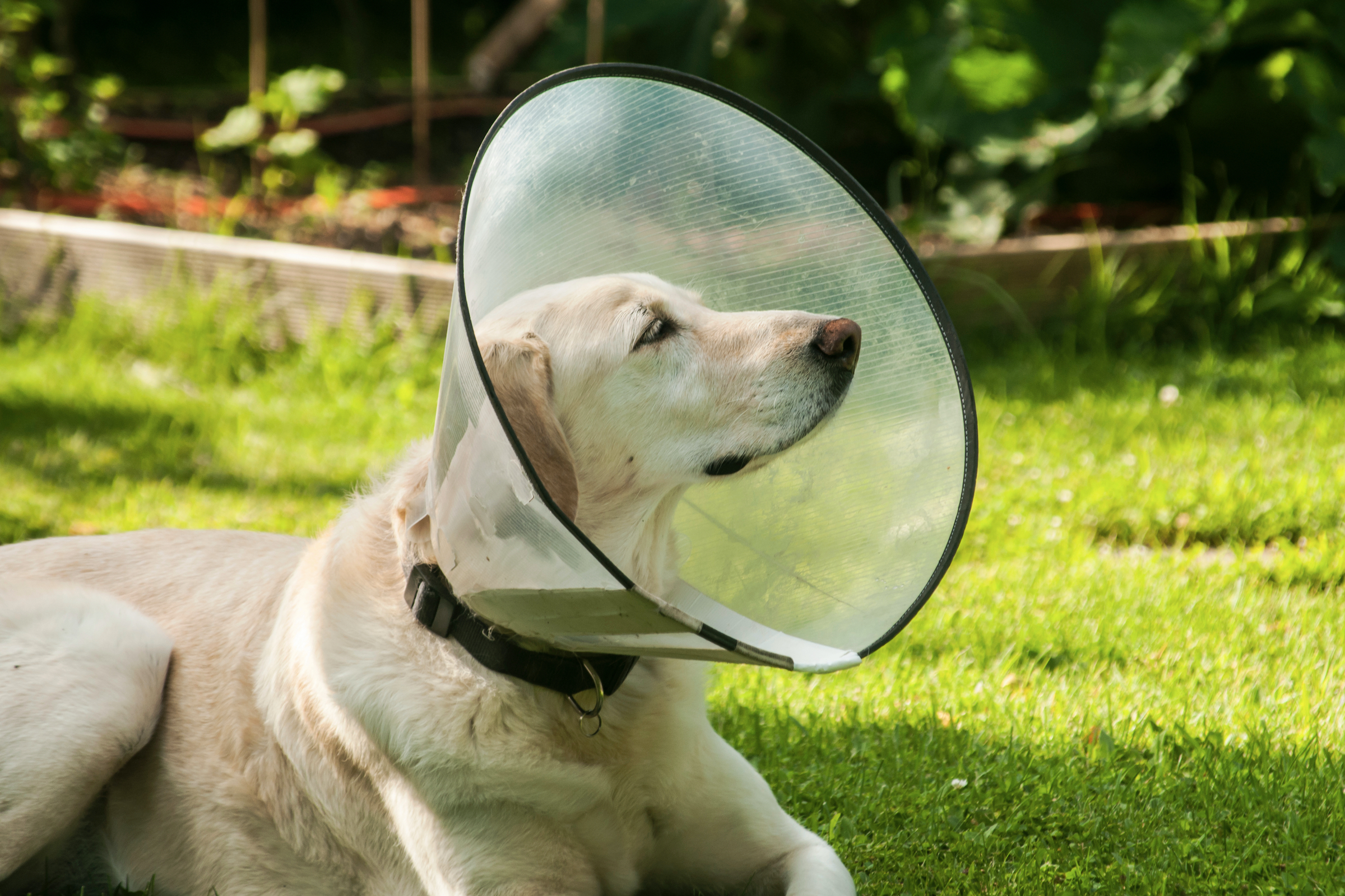 Yellow lab sits in the grass wearing a plastic cone