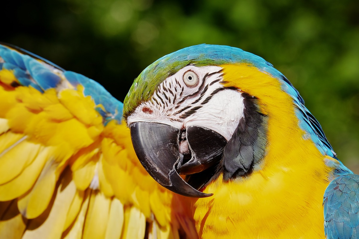 Macaw tilts his head up under a raised wing
