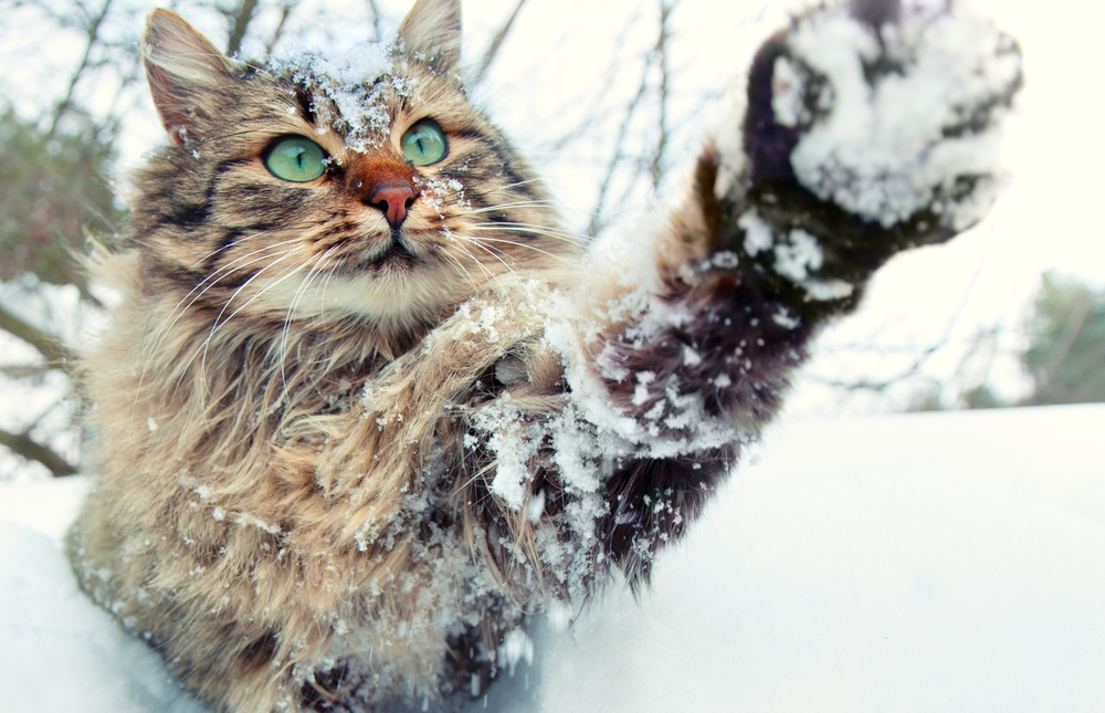 A Maine Coon cat reaches his snow-covered paw toward the camera.