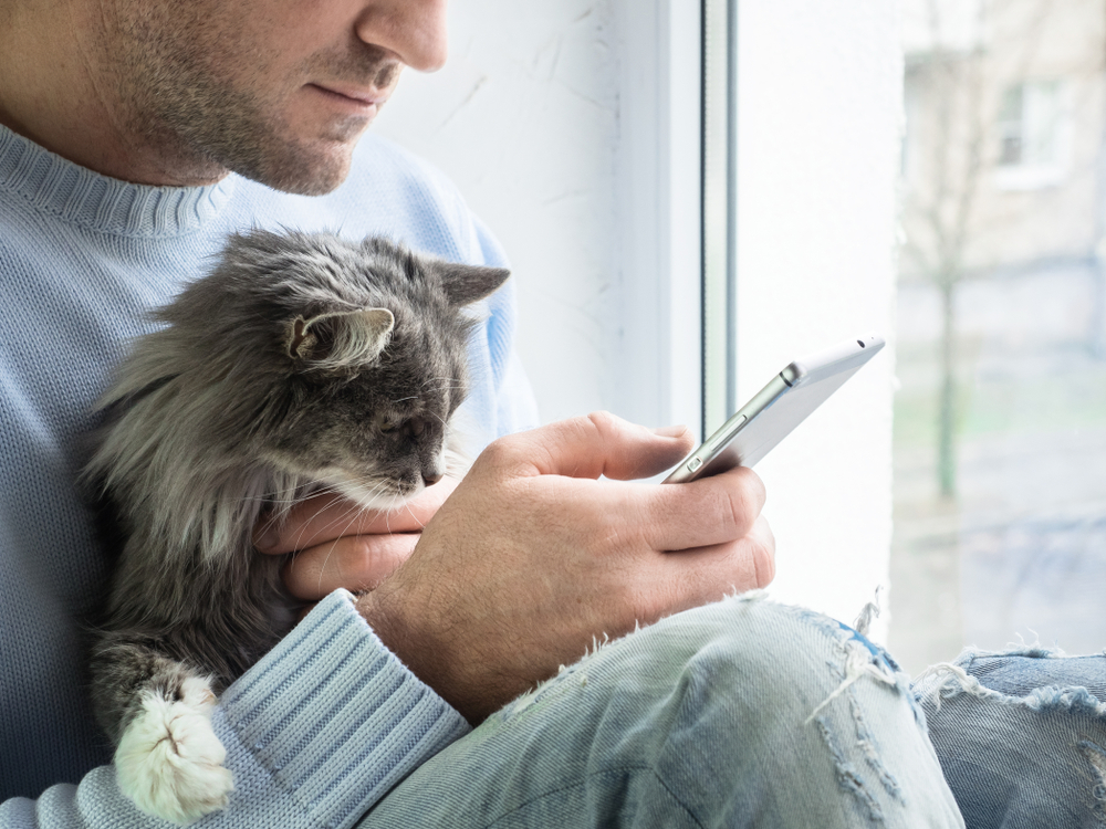 A man in a blue sweater holds a gray Maine Coon cat while using his smartphone.