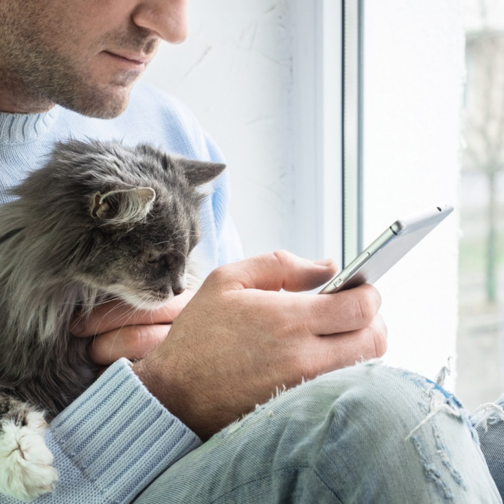A man in a blue sweater holds a gray Maine Coon cat while using his smartphone.