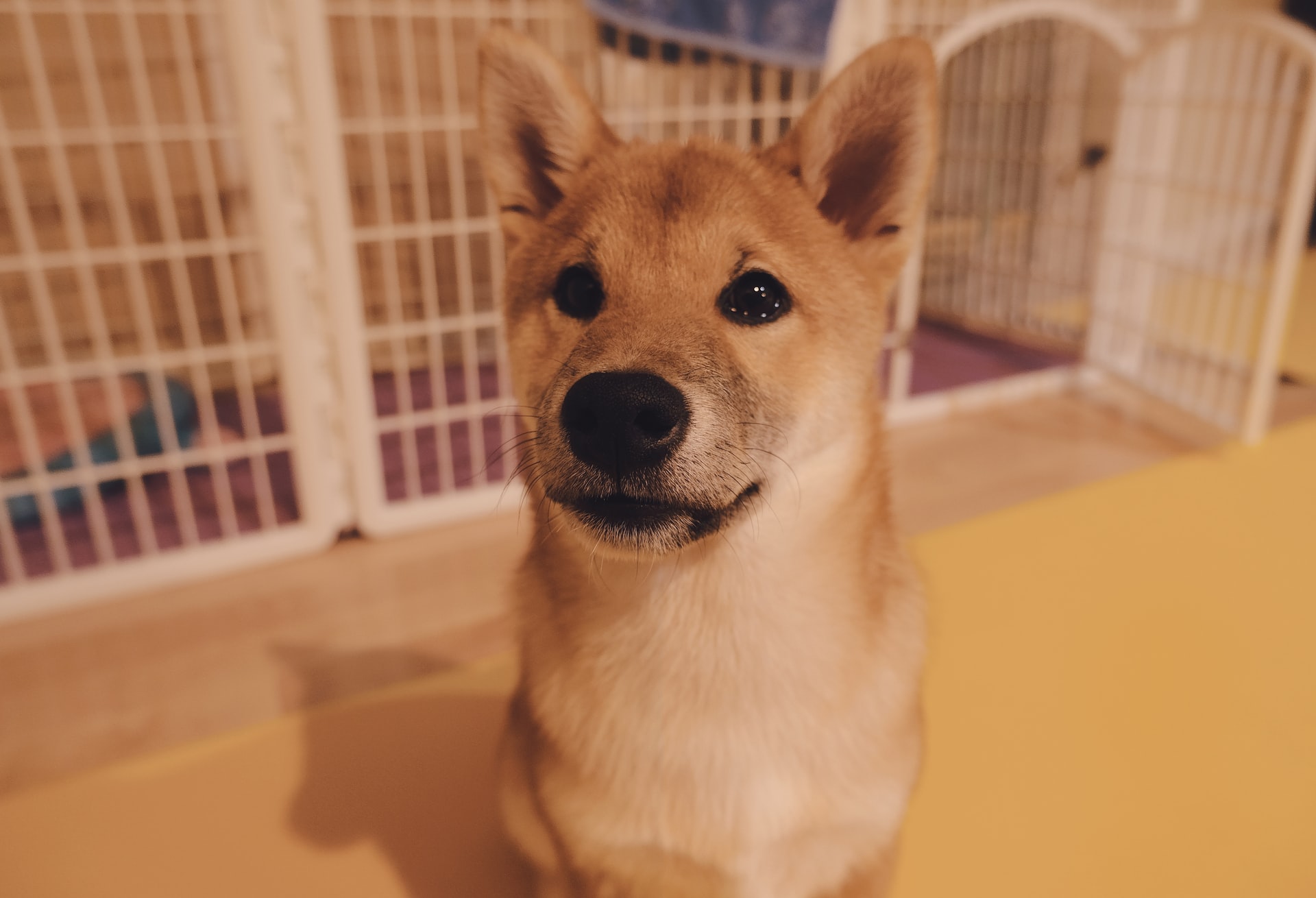shiba inu in front of crate