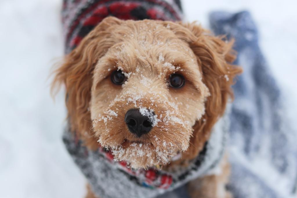 brown dog face with snow