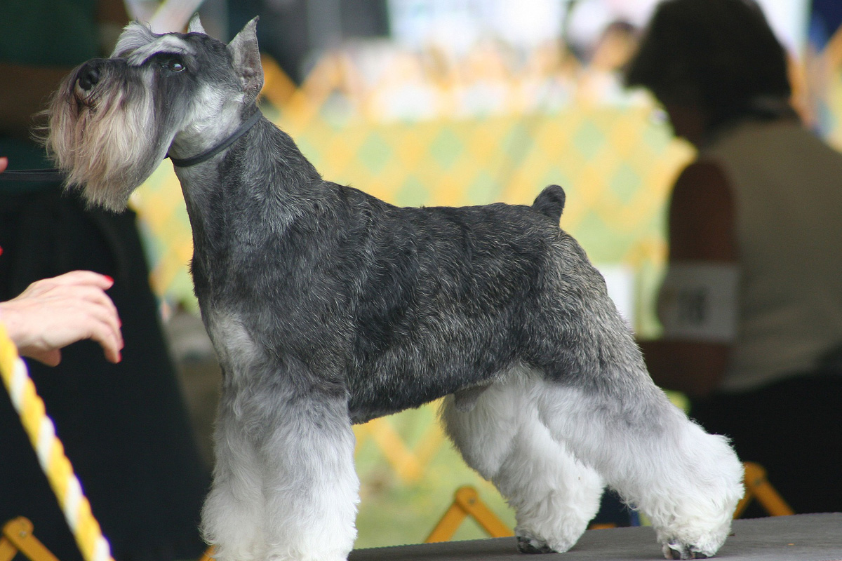 do miniature schnauzers smell