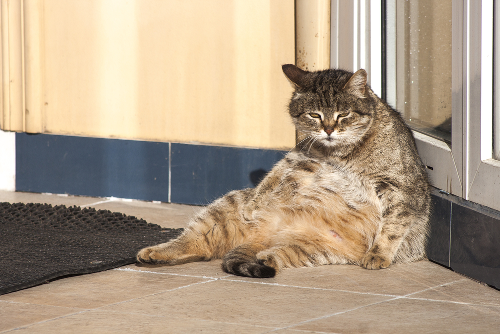 An obese tabby cat leaning against a corner.