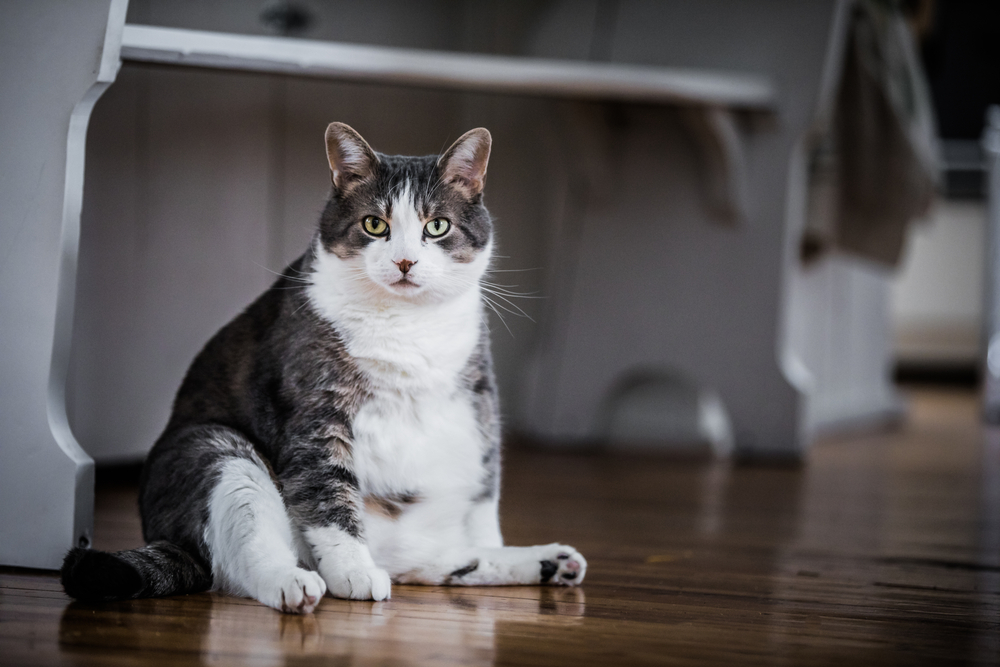 An obese gray and white cat sitting on the floor.