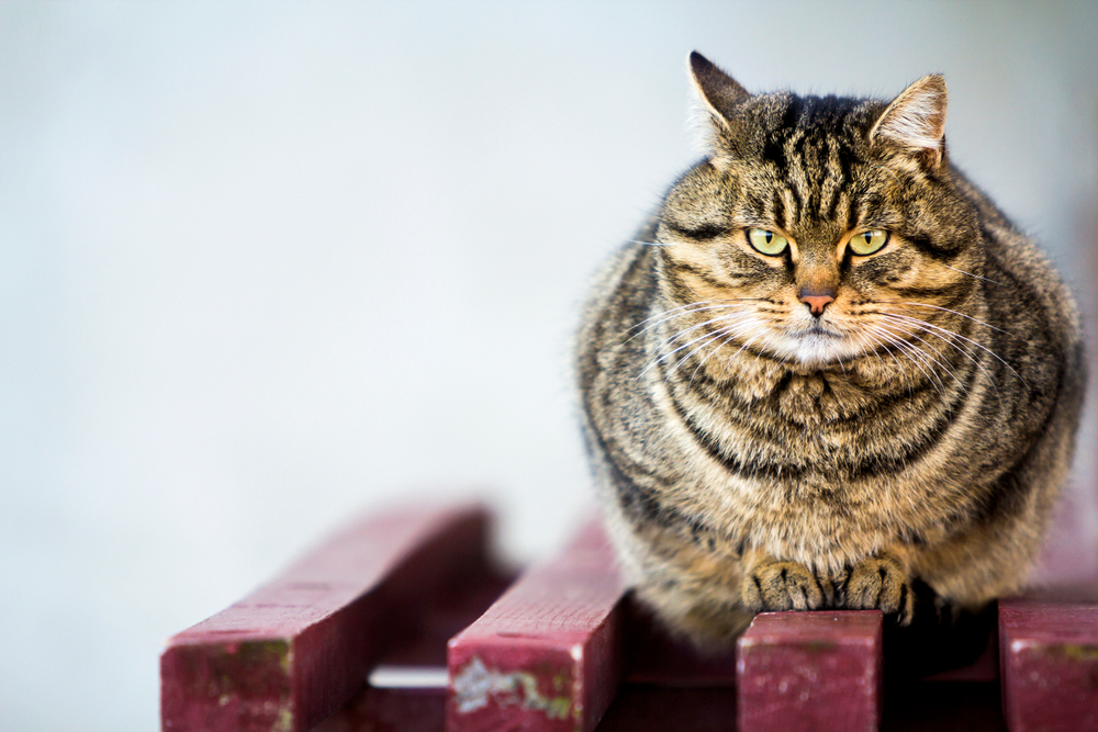 An obese tabby cat perched on a red wooden table