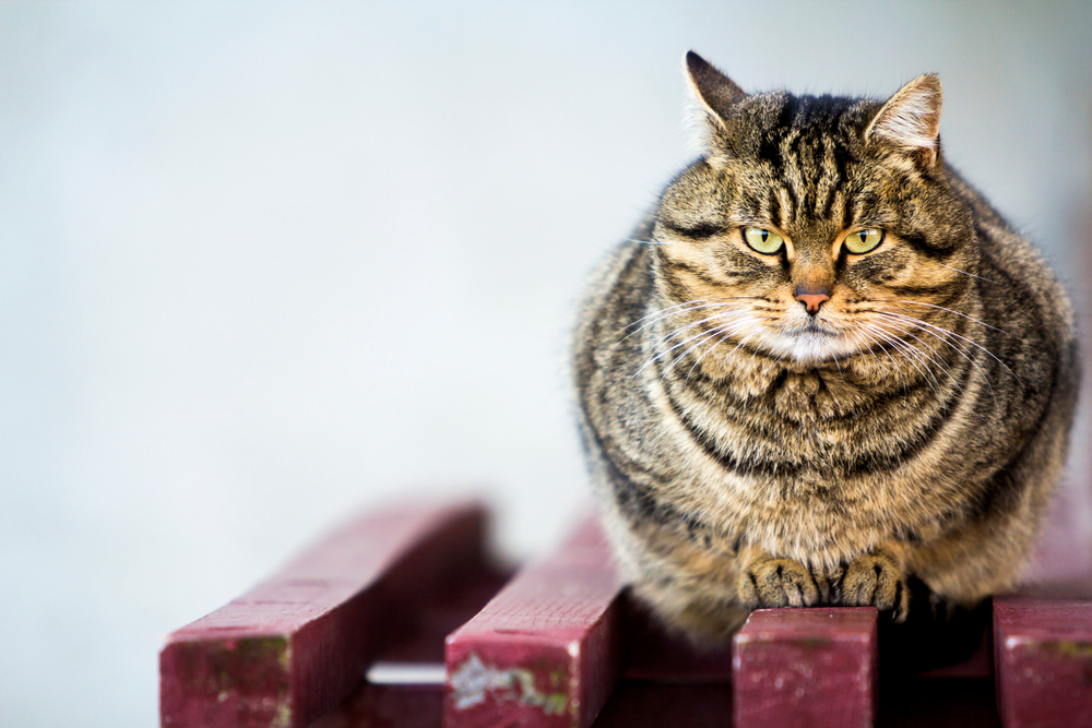 An obese tabby cat perched on a red wooden table.