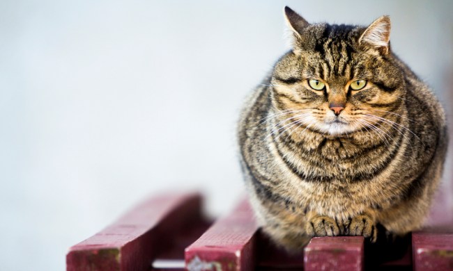 An obese tabby cat perched on a red wooden table