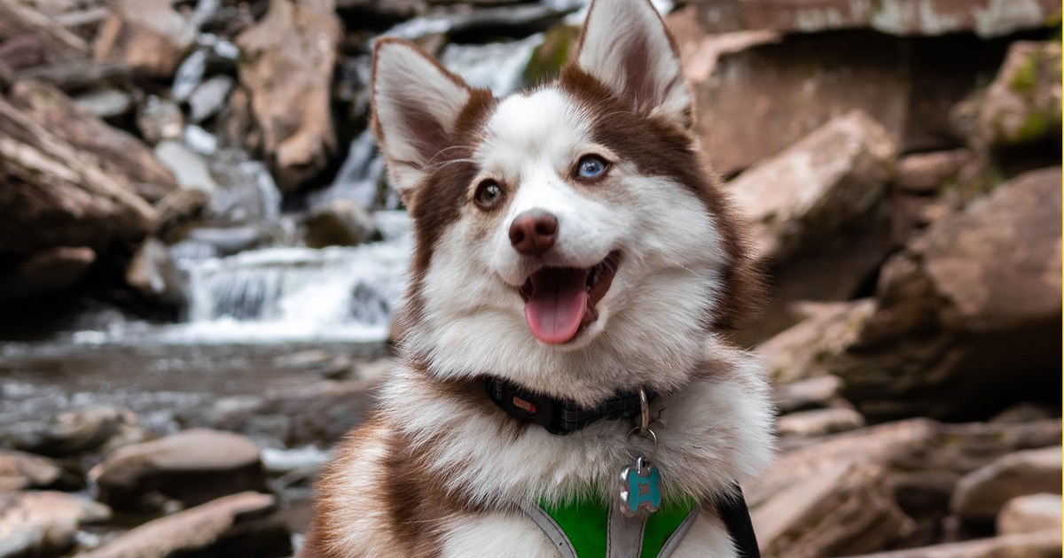 Ar Pomsky yra geras šeimos šuo?  Ką tu turi žinoti