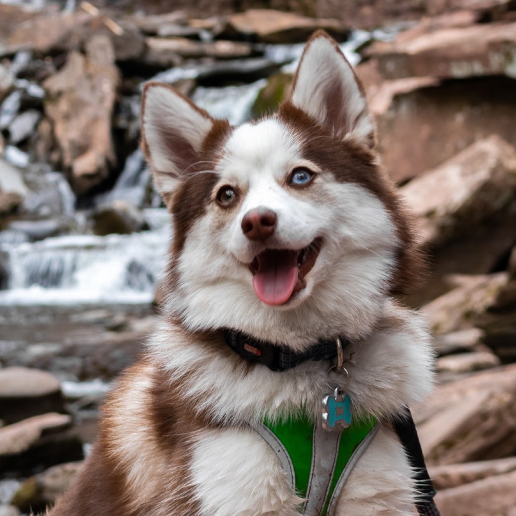 Adult pomsky in park.