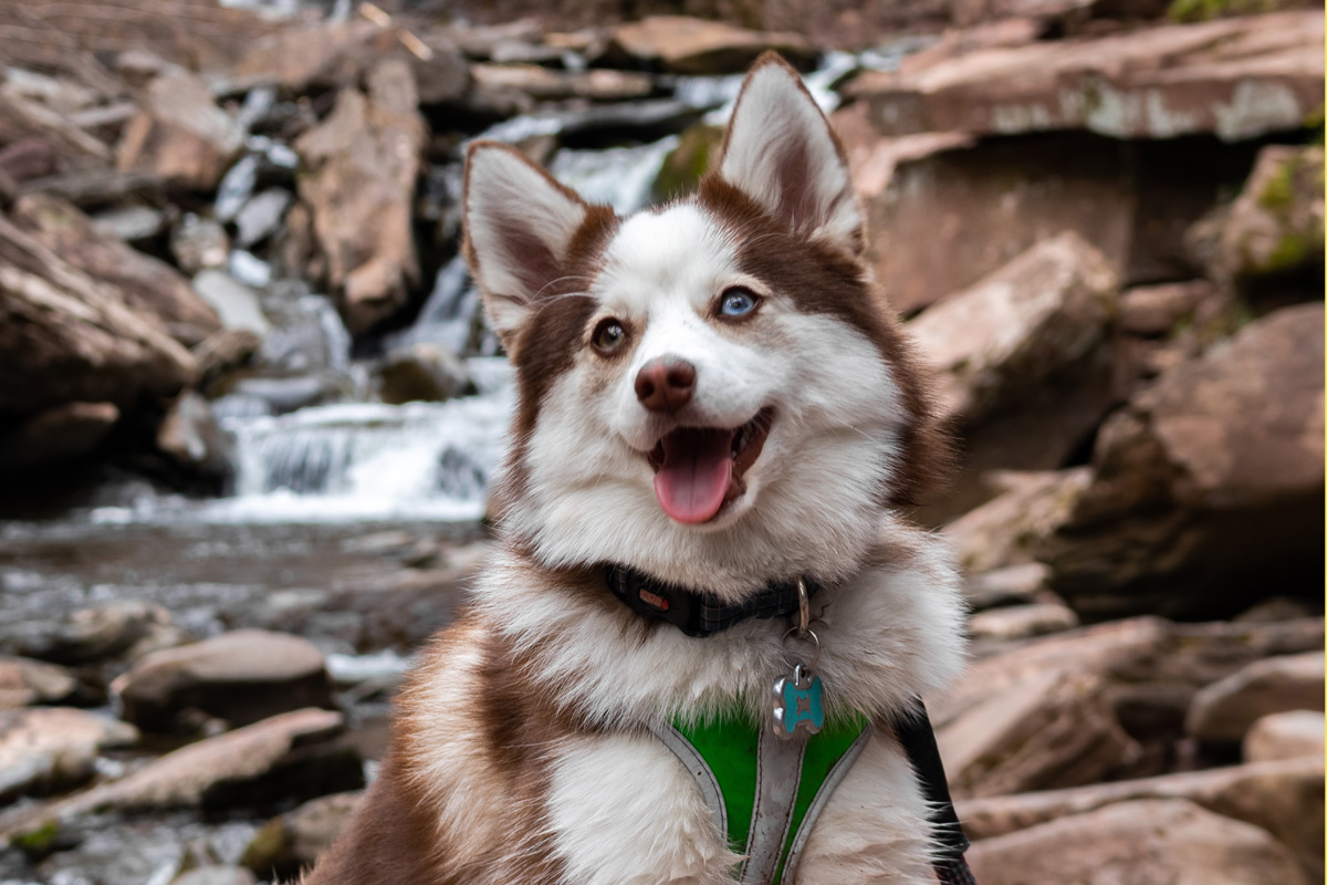 Adult pomsky in park.