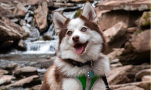 Adult pomsky in park.
