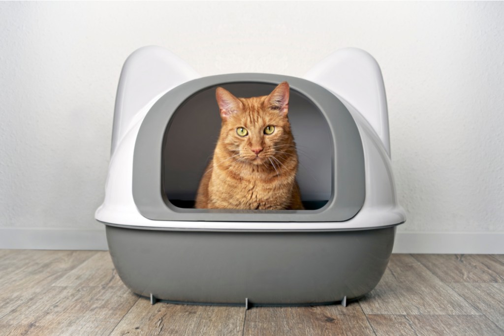 Oranžinė katė sėdi uždengtoje kraiko dėžėje ir žiūri į lauką