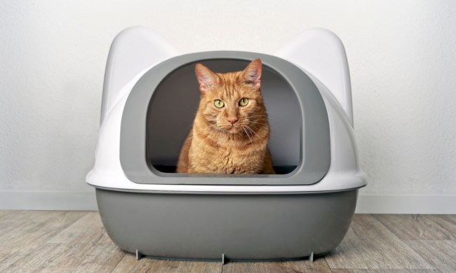 Orange cat sitting in a covered litter box, looking out