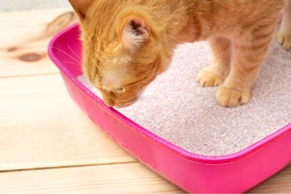Oranžinė katė uostinėja rožinės kraiko dėžutės kraštą