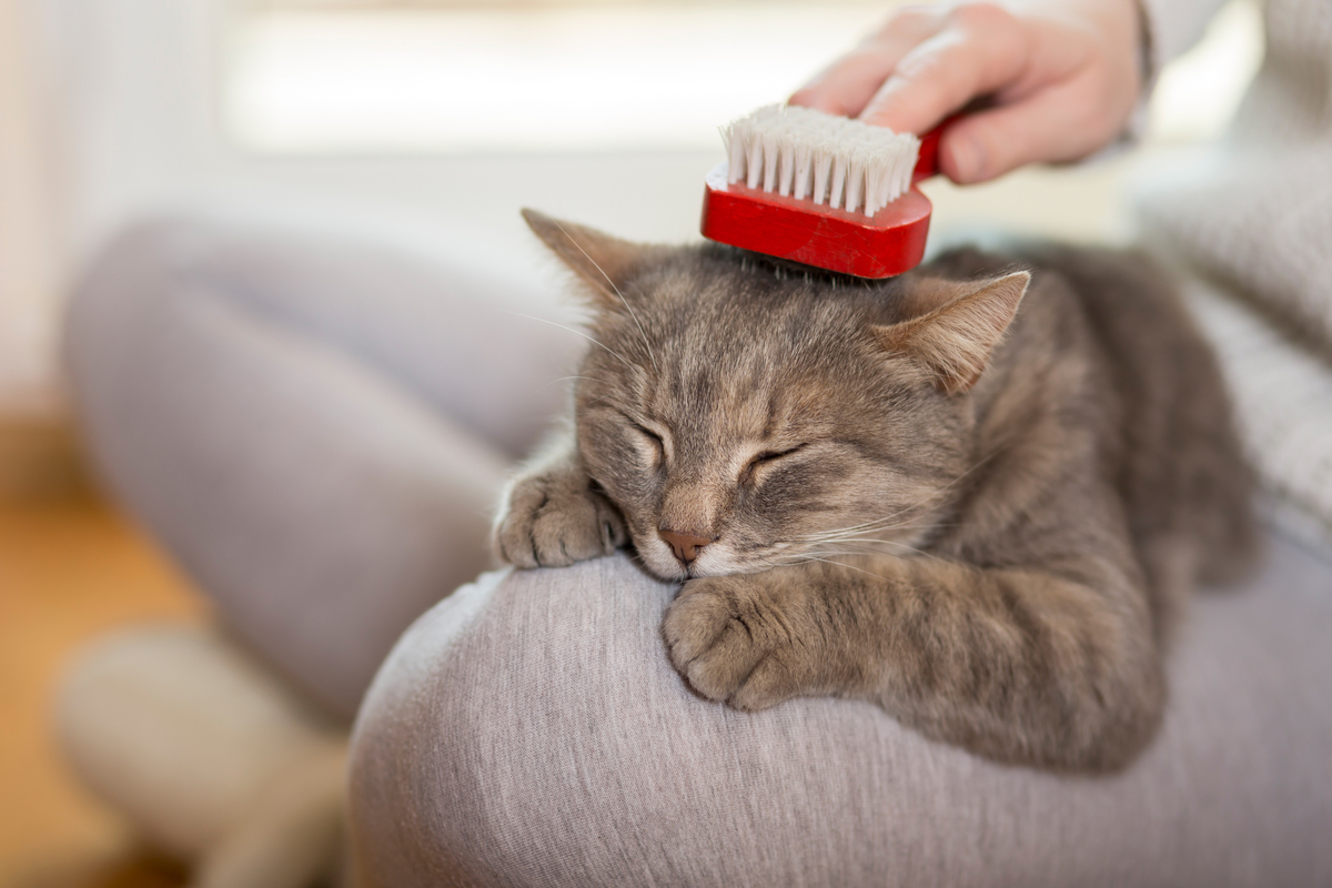 Person brushing a happy cat lying in their lap