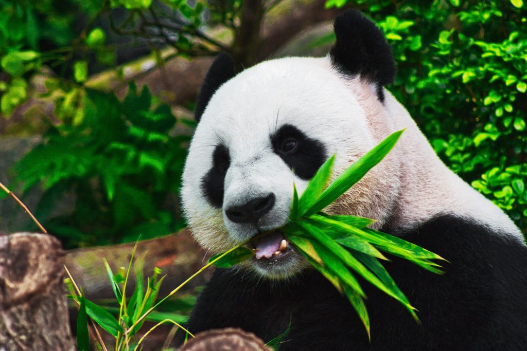 Panda sėdi ir valgo bambuką