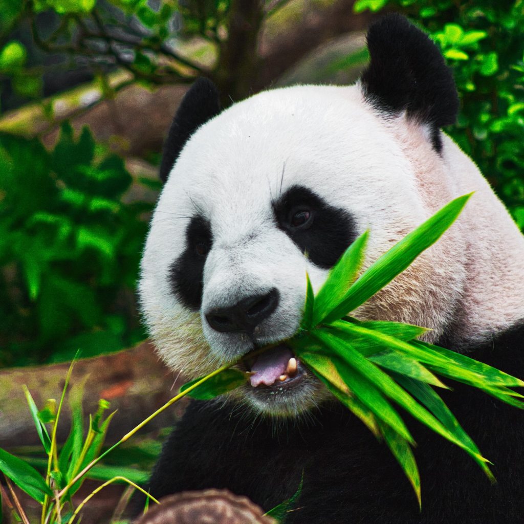 Panda sits and eats bamboo