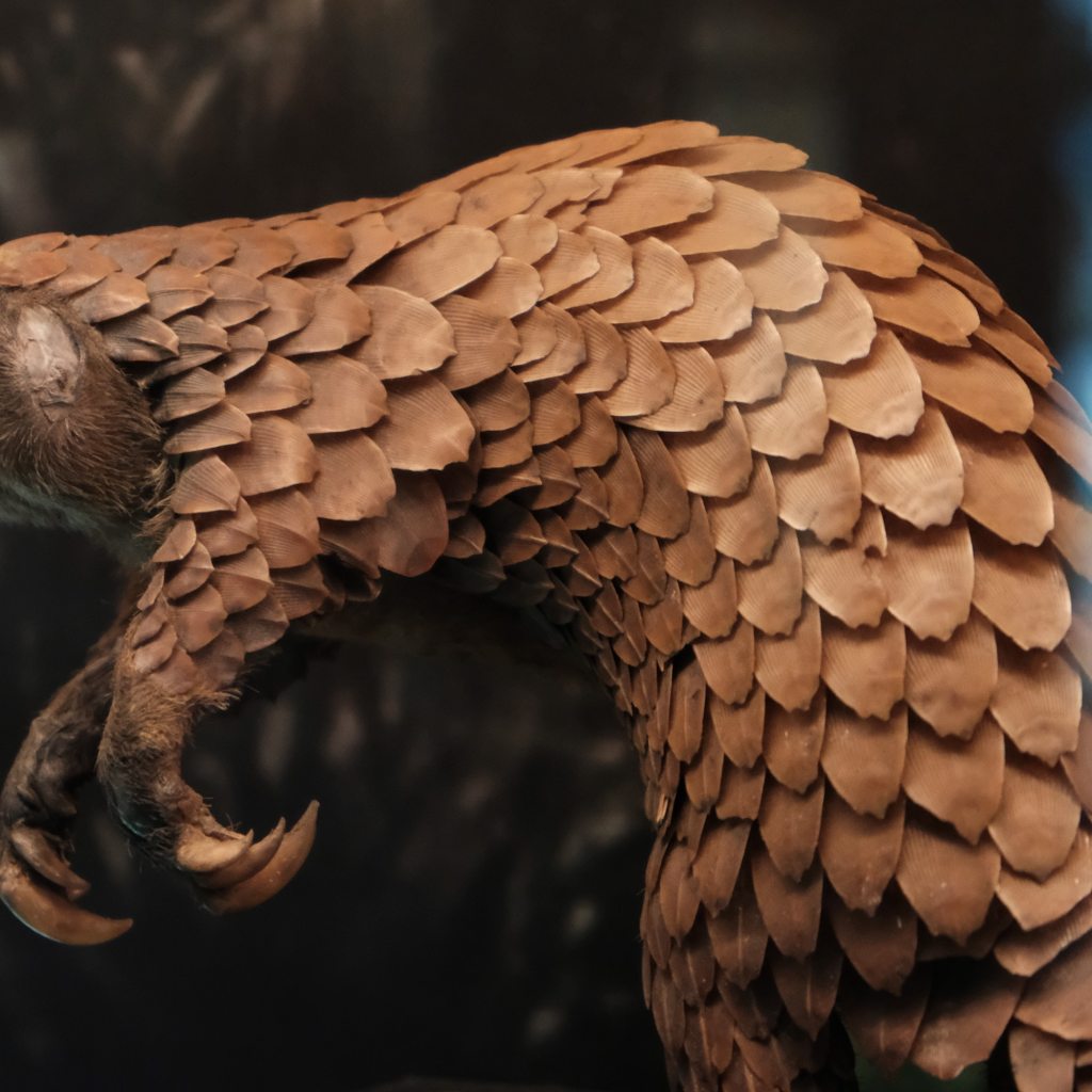 Pangolin stands with claws clenched in forest
