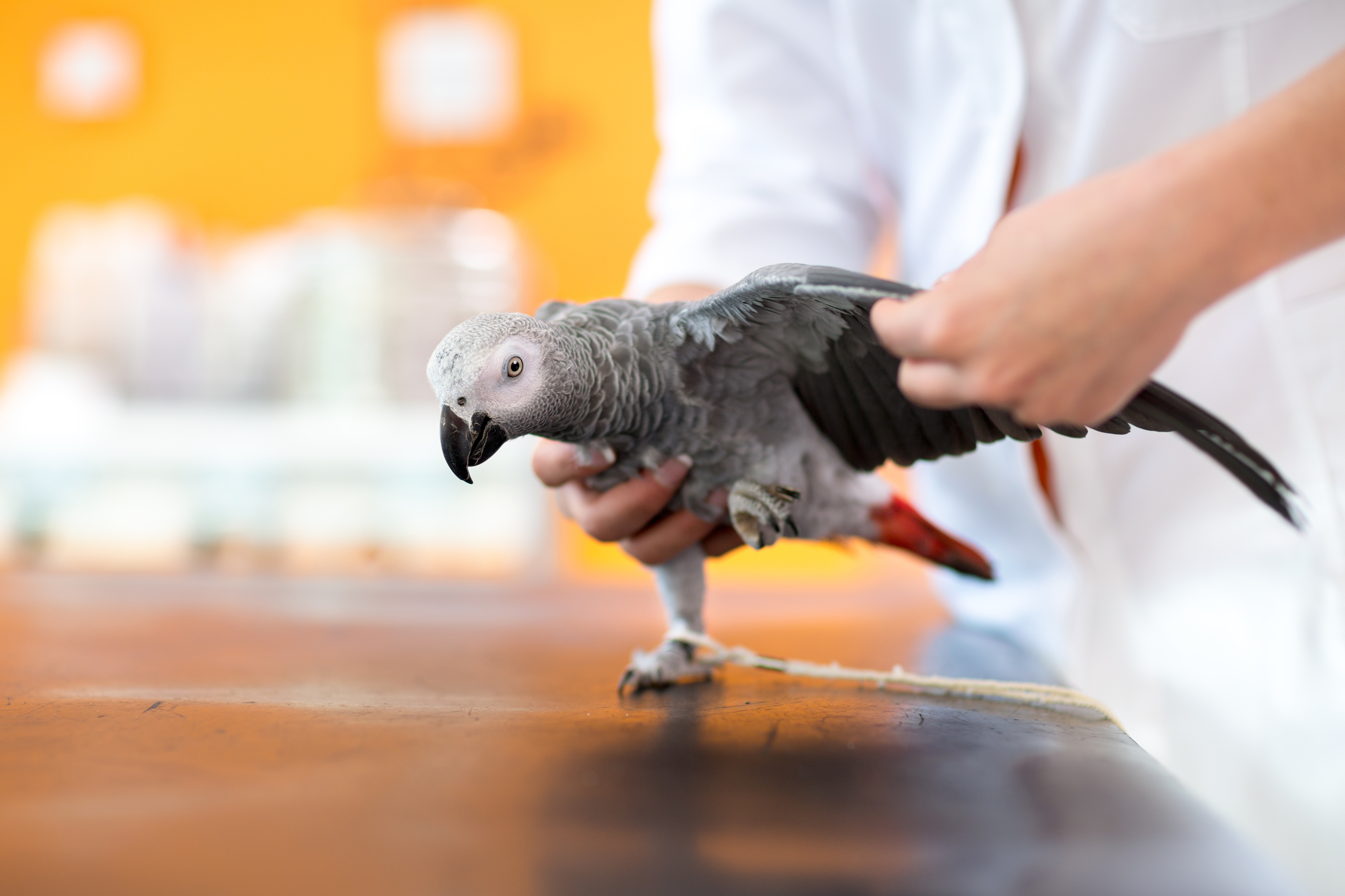 Follow These Steps To Clip Your Bird's Wings PawTracks