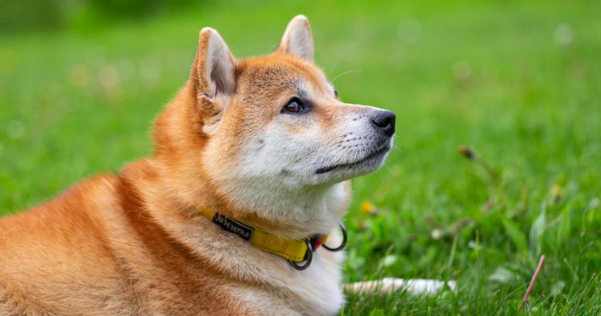 Why you should consider crate training your shiba inu PawTracks