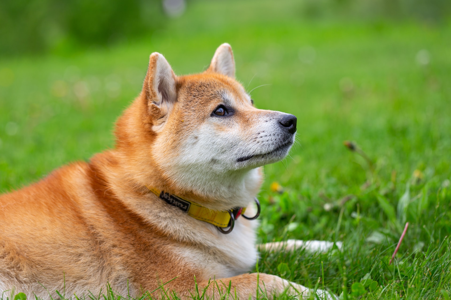 shiba inu lying in grass