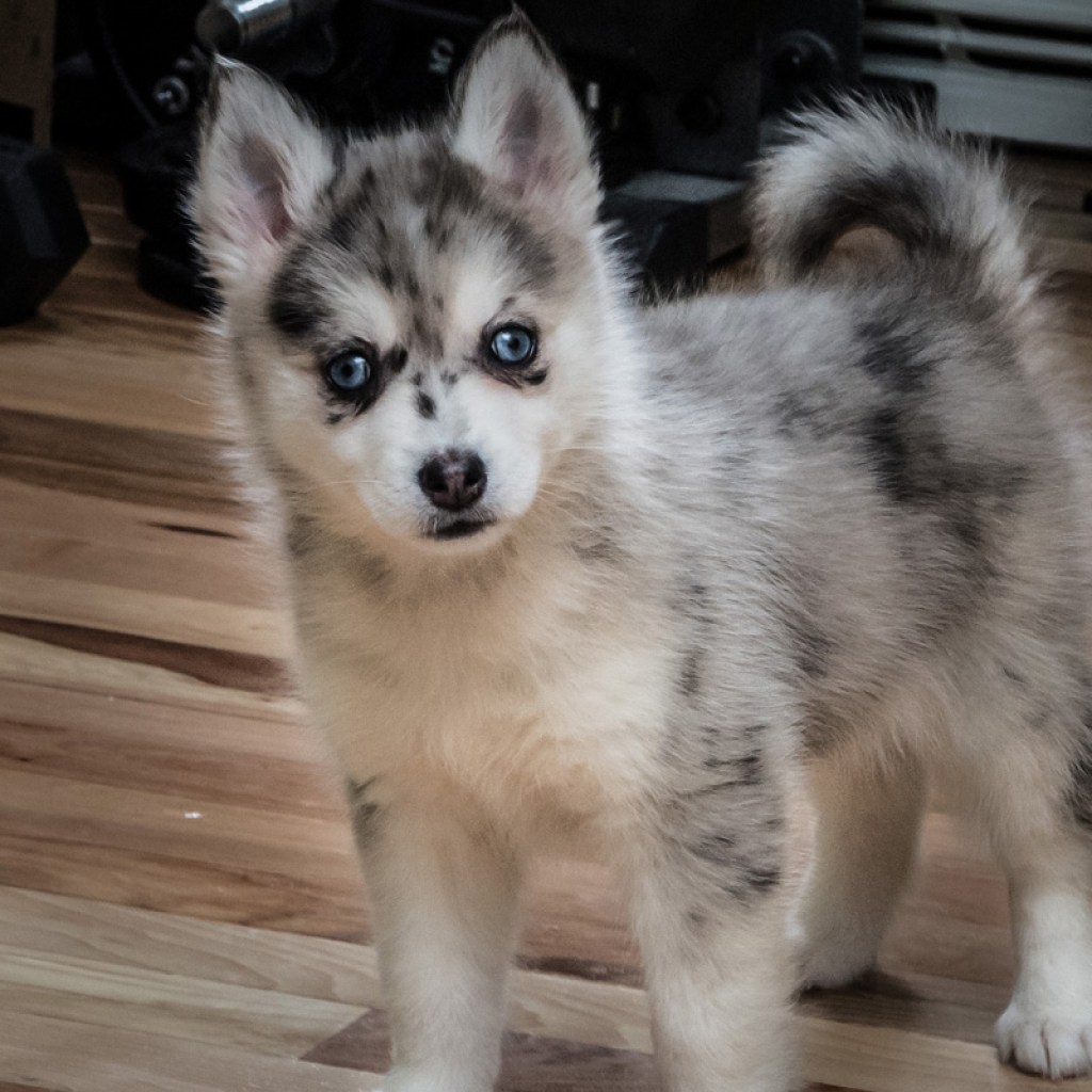 Pomsky puppy.