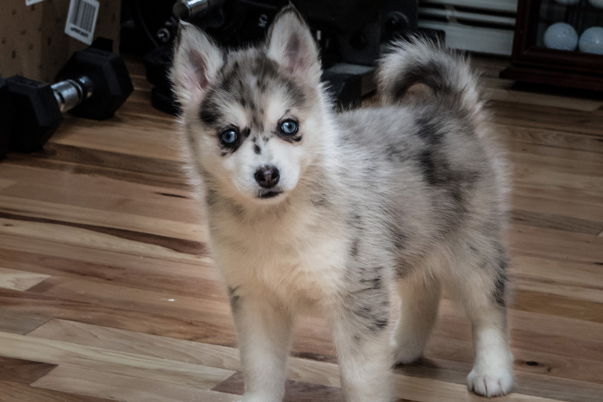 Pomsky puppy.