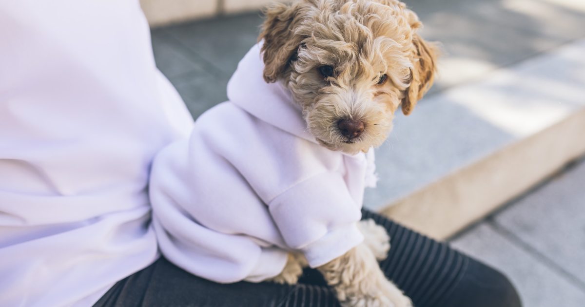 4 Steps for Making Dog Clothes Out of Baby Clothes PawTracks