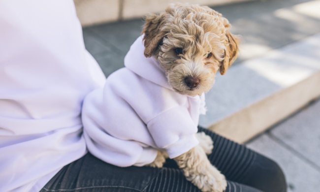 Poodle mix puppy wearing pink sweatshirt sitting on a lap