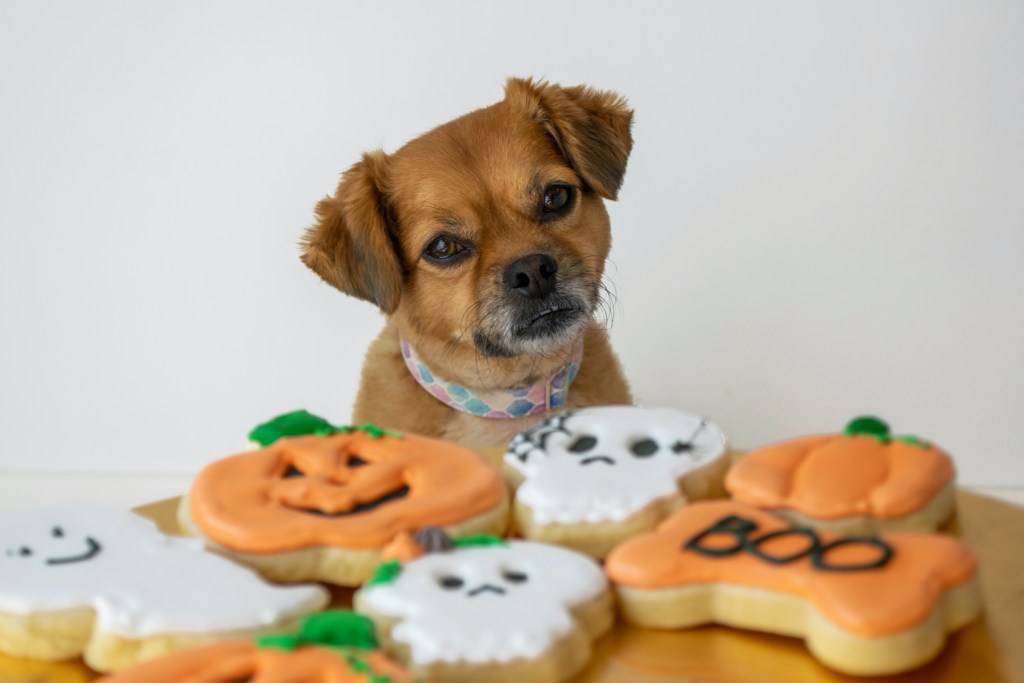 5 Festive Fall Dog Treats You Can DIY From Home | PawTracks