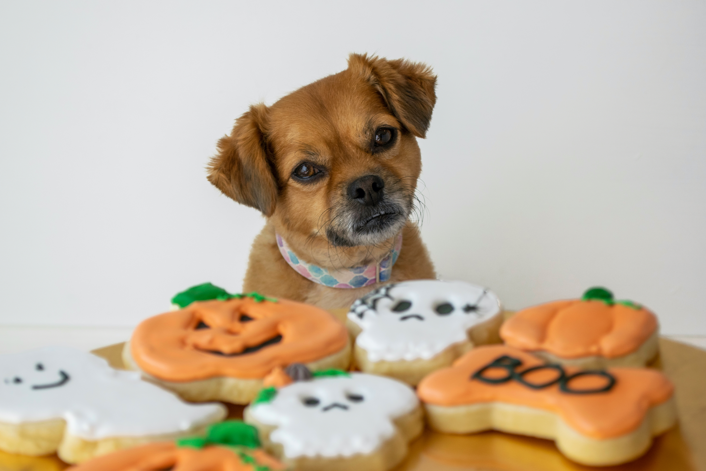 A brown dog looks at a plate of halloween cookies: pumpkins, and ghosts