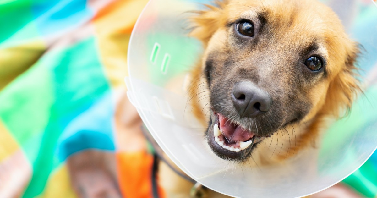 Check out These Alternatives to Cones for Dogs PawTracks